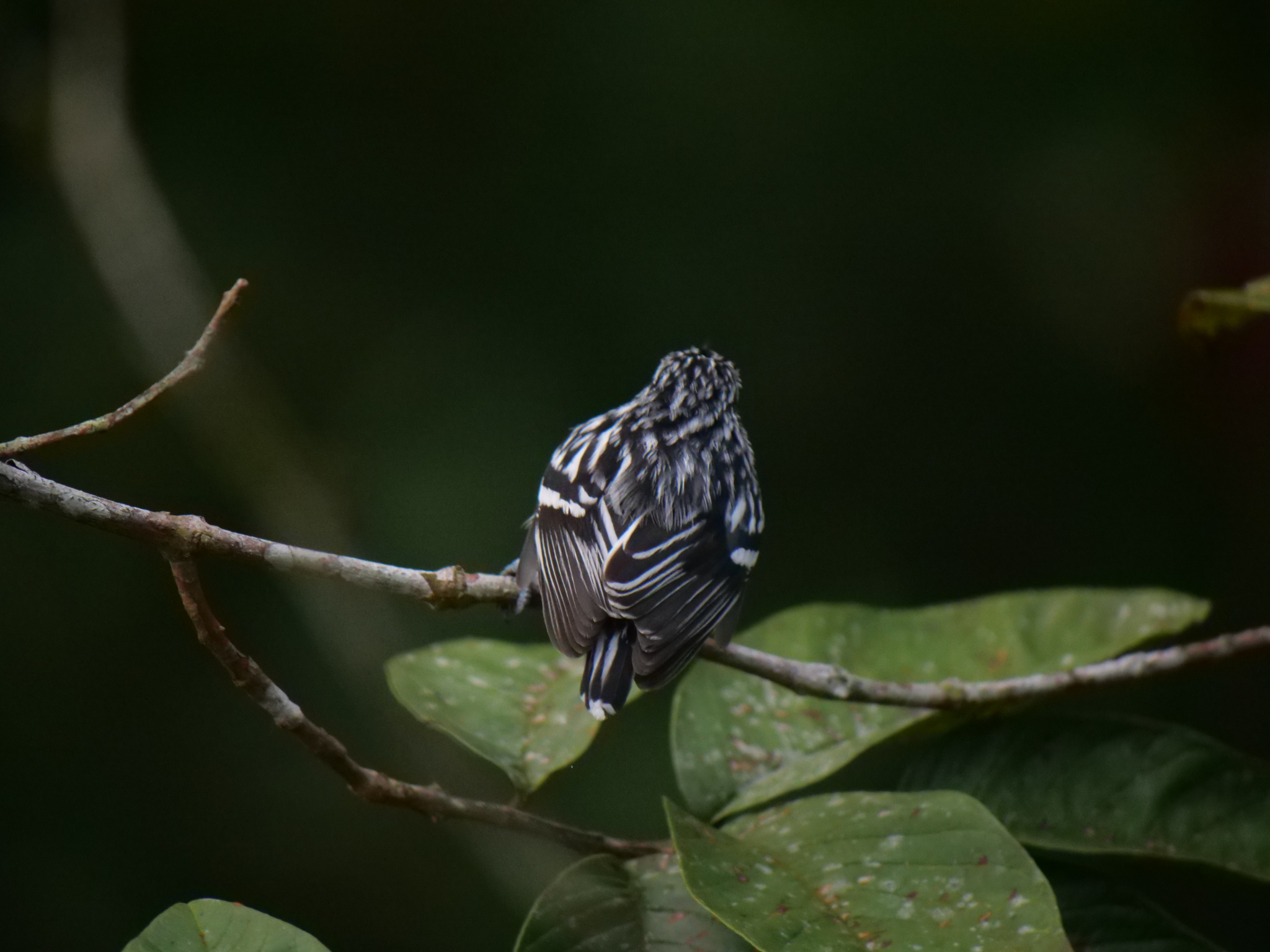 Pacific Antwren (Myrmotherula pacifica), photo 8