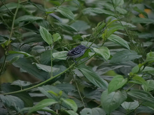 Pacific Antwren (Myrmotherula pacifica), photo 10