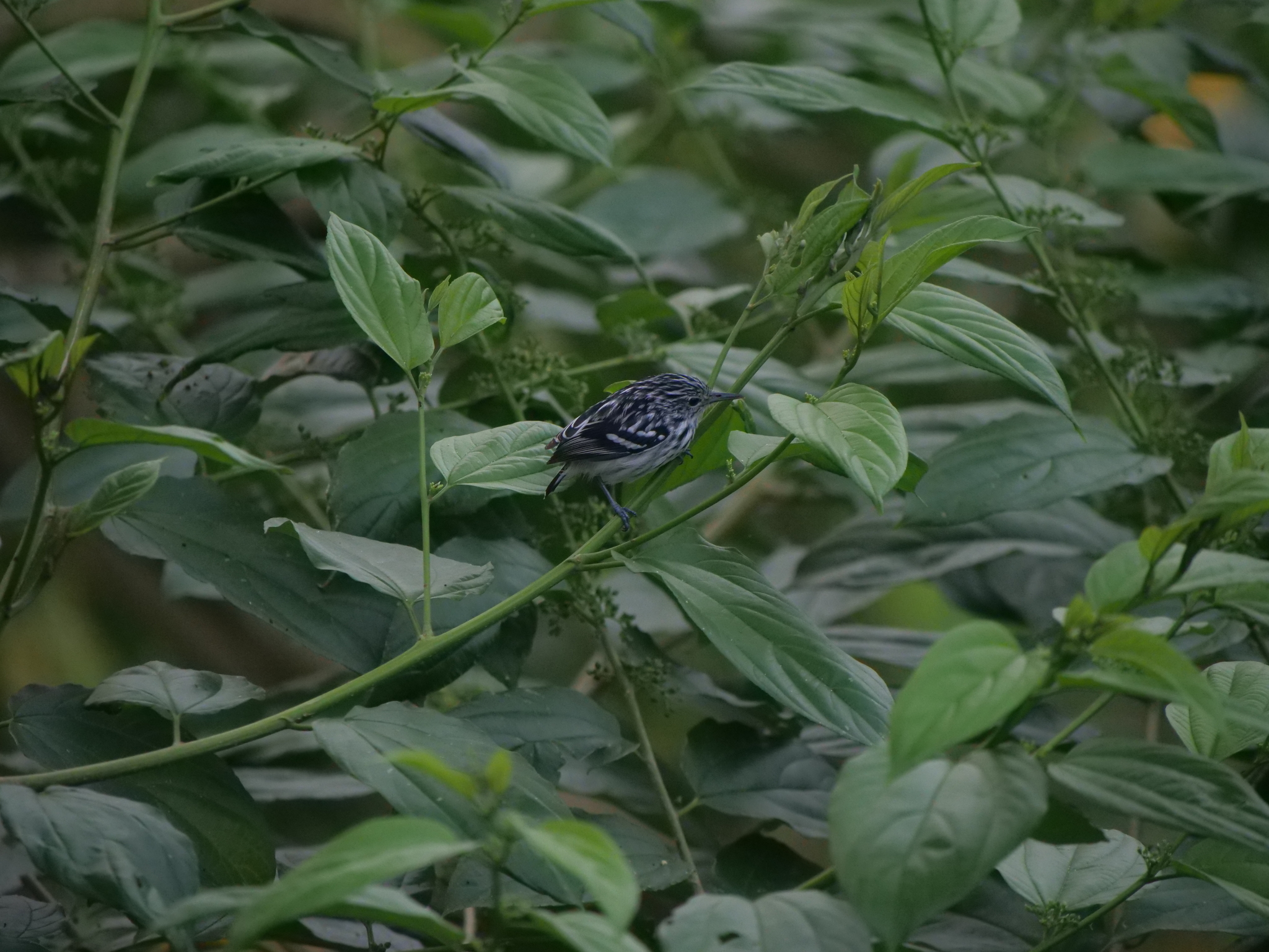Pacific Antwren (Myrmotherula pacifica), photo 9