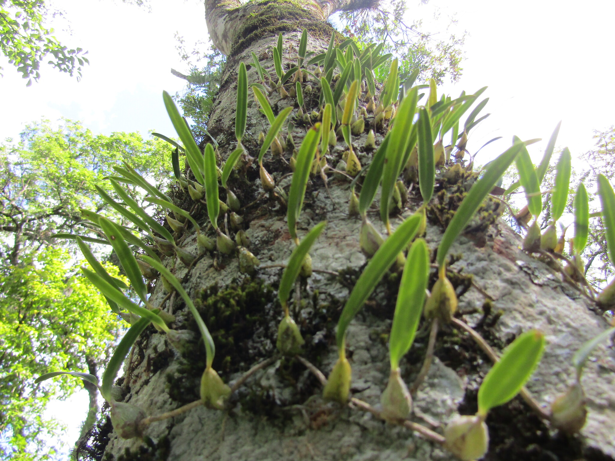 Bulbophyllum regnellii