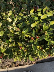 Ilex cornuta