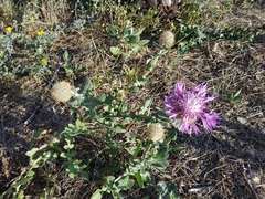 Centaurea polyacantha