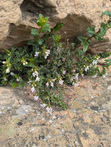 White Hedge-nettle