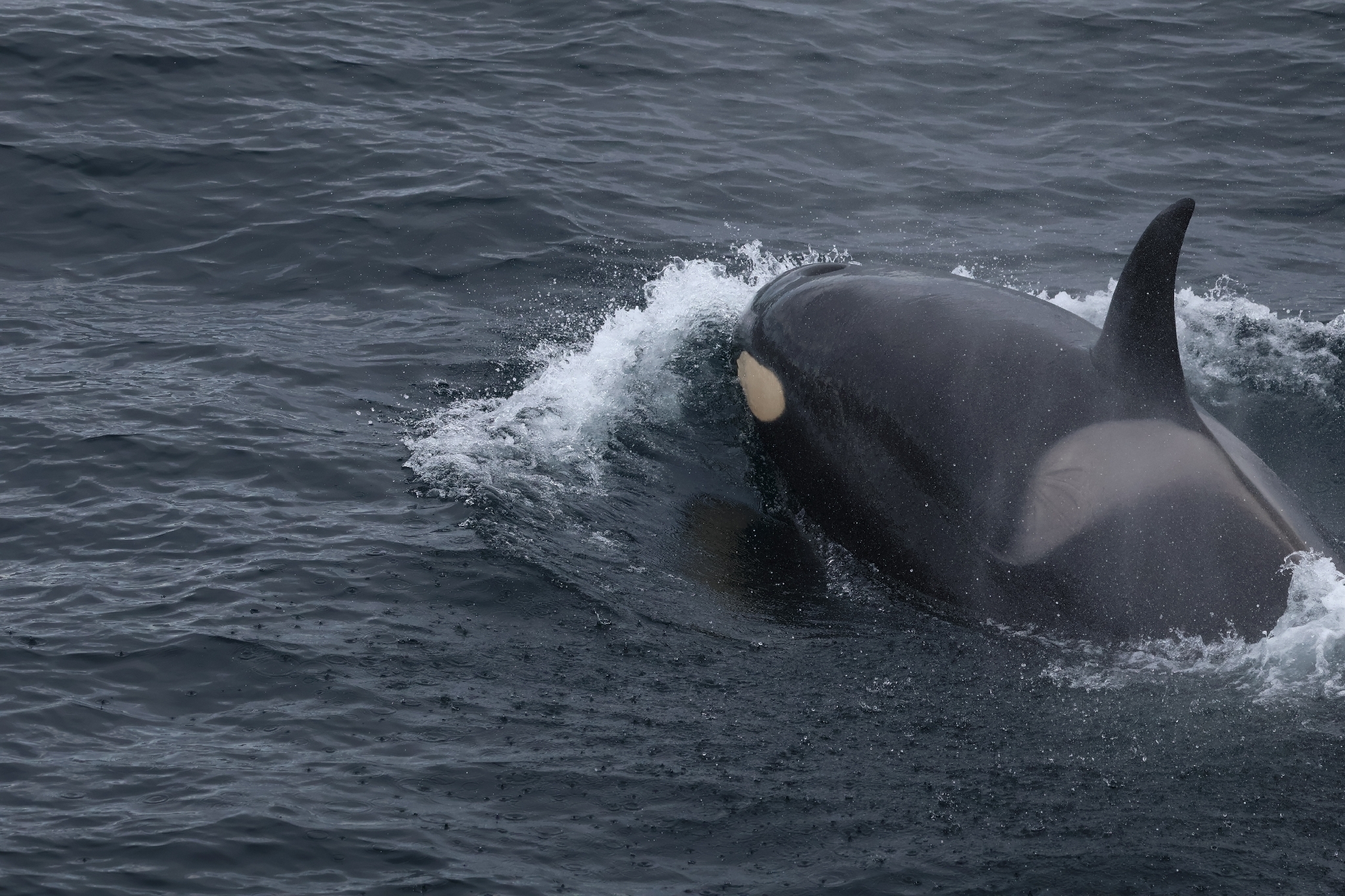 Orcinus orca