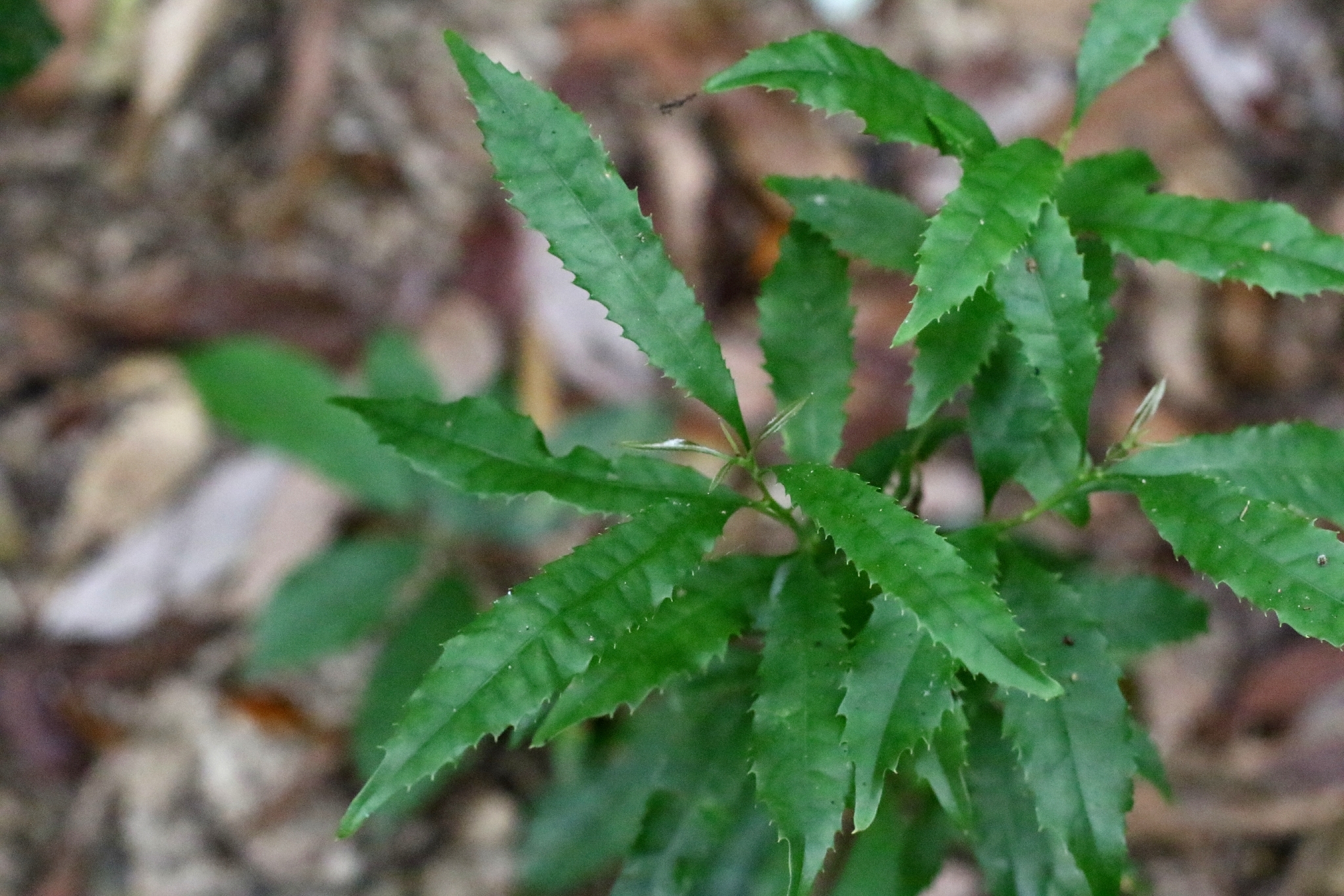 Helicia cochinchinensis