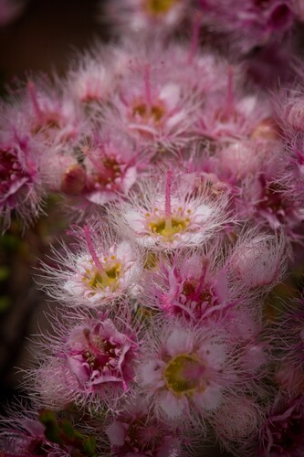 Verticordia brachypoda