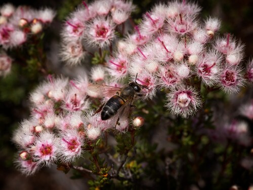 Western Honey Bee