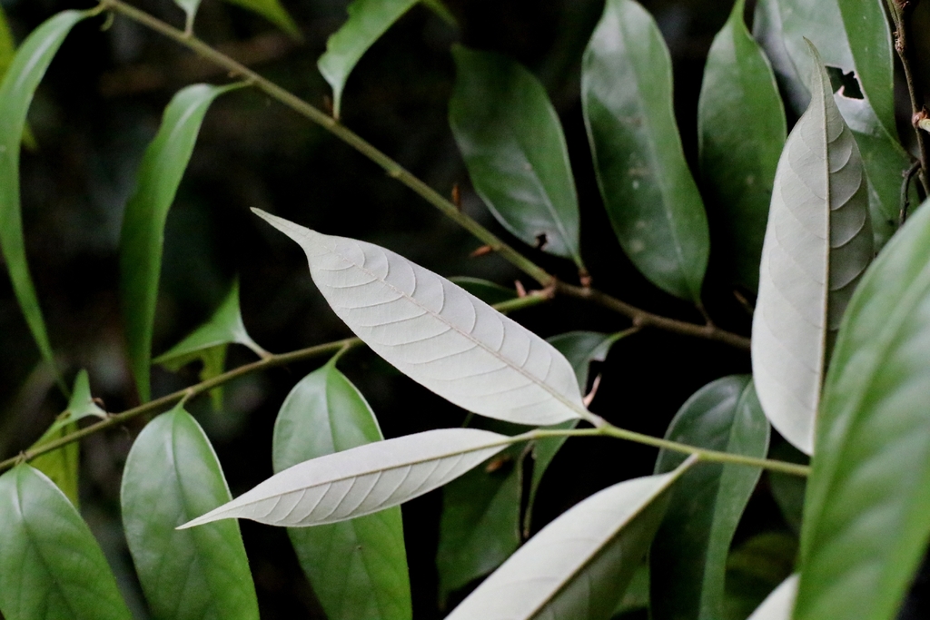 Castanopsis kawakamii; photograph author not stated, no rights reserved