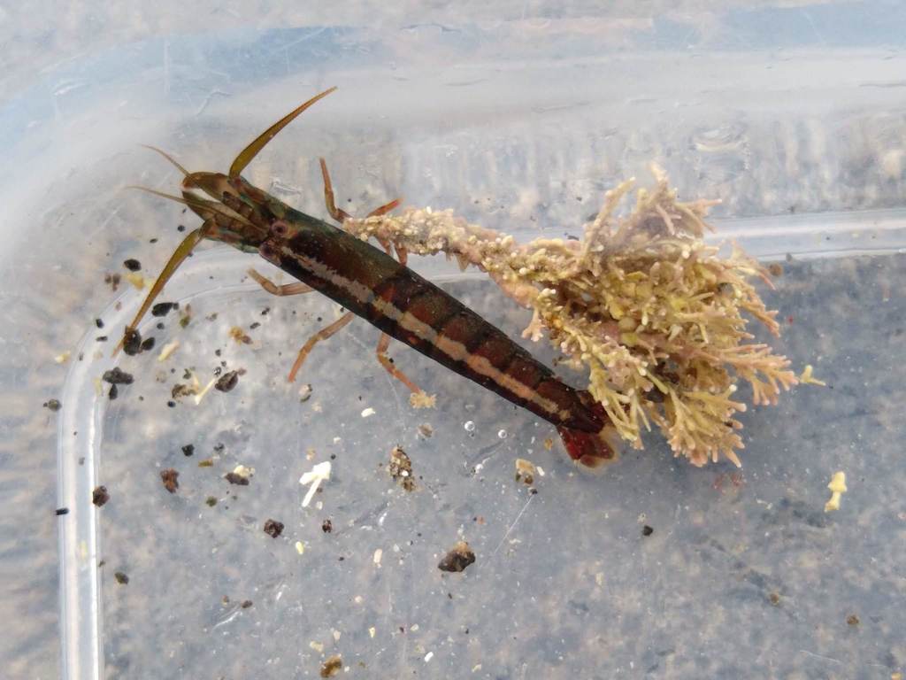 Betaeopsis aequimanus