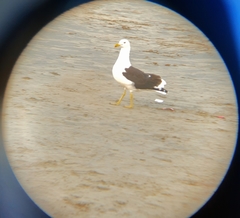 Larus dominicanus
