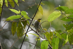 Zosterops maderaspatanus