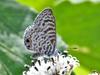 Leptotes cassius theonus - Photo (c) upupamartin, some rights reserved (CC BY-NC-ND), uploaded by upupamartin