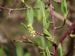 Oemleria cerasiformis