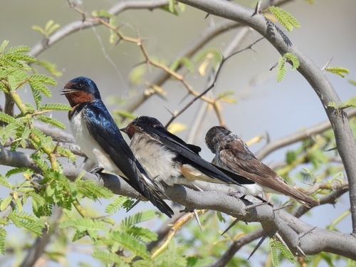 Barn Swallow
