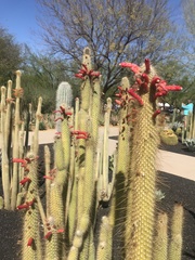 Cleistocactus