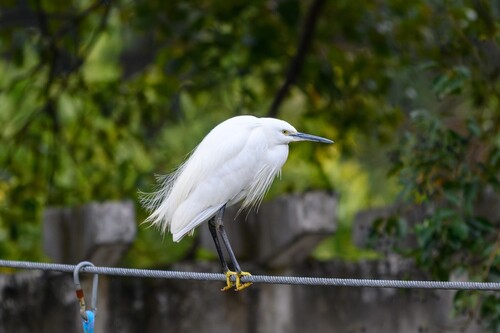 Little Egret