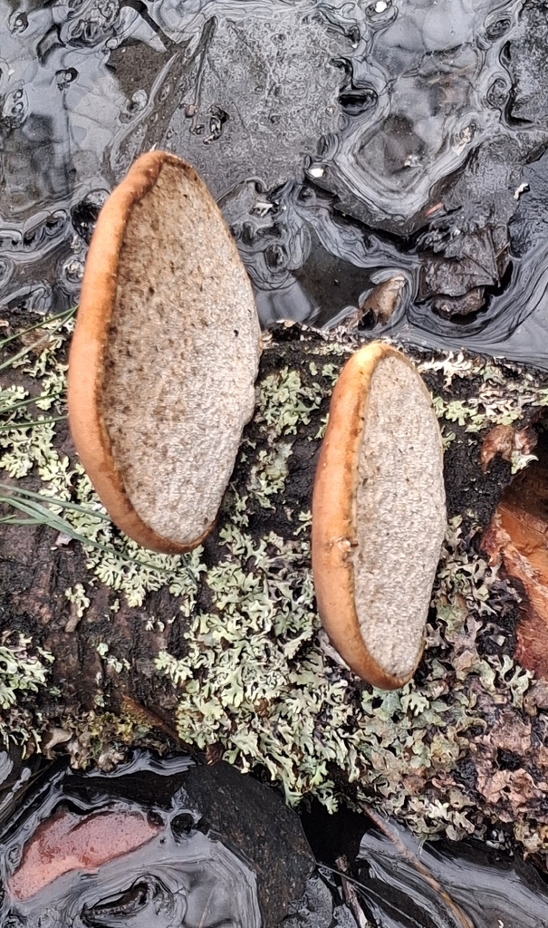 Fomitopsis betulina