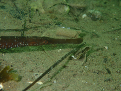 Syngnathus typhle