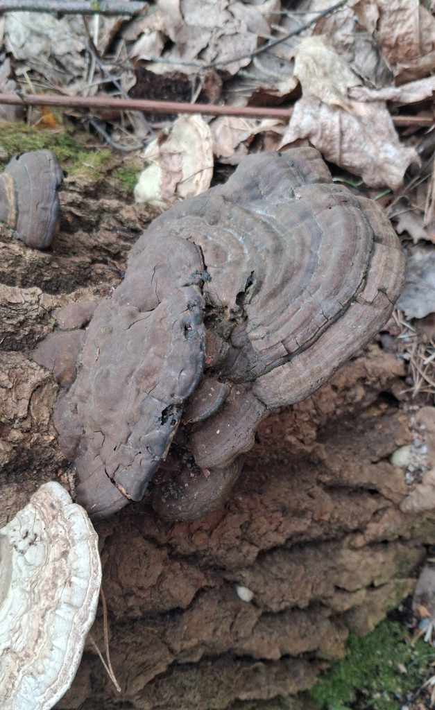 Ganoderma applanatum · March 2026 · photo: © antti35772 (iNaturalist, cc0)