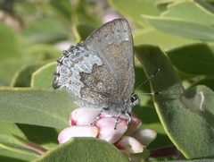 Callophrys fotis
