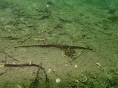 Syngnathus typhle