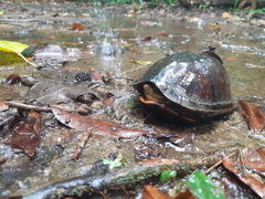 Kinosternon leucostomum