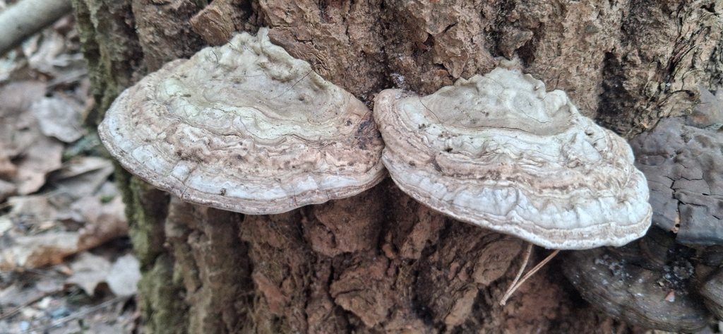 Ganoderma applanatum · March 2026 · photo: © antti35772 (iNaturalist, cc0)