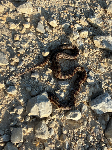 Prairie Kingsnake