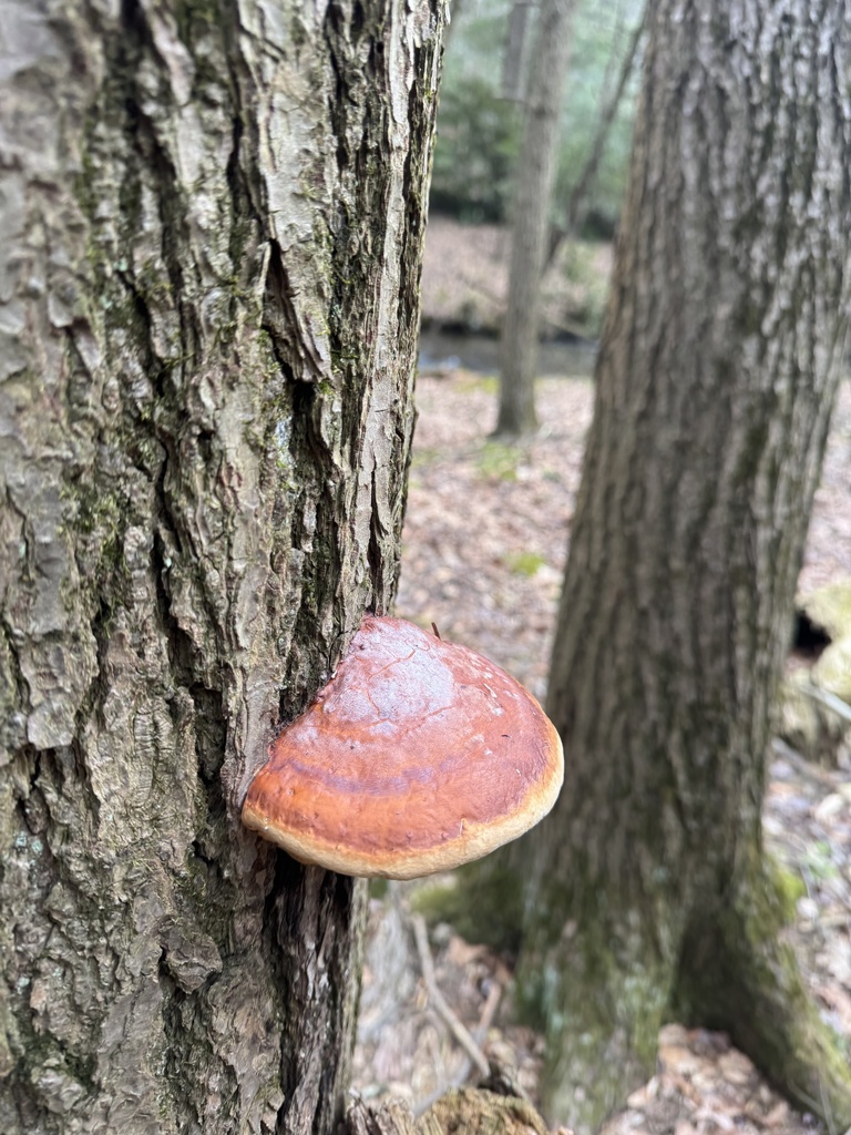 Fomitopsis mounceae · March 2026 · photo: © siphonophoreslinger (iNaturalist, cc-by)