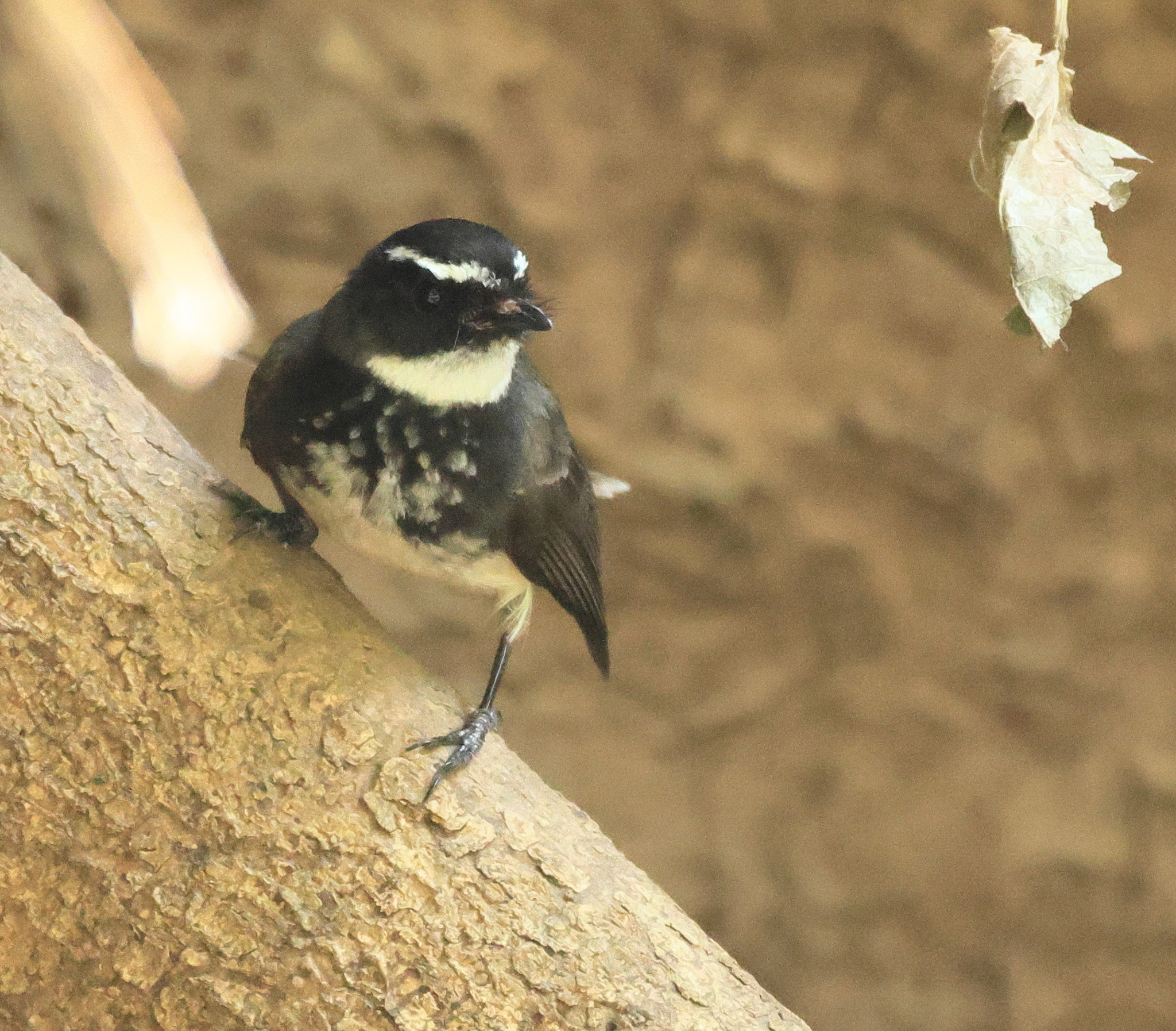 White-spotted Fantail (Rhipidura albogularis), photo 9