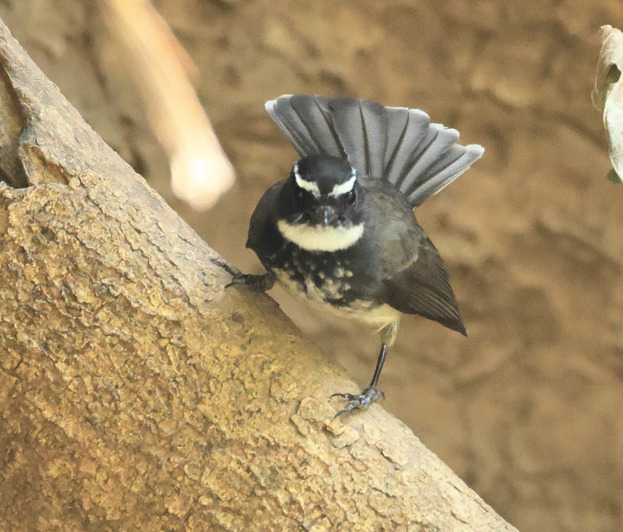 White-spotted Fantail (Rhipidura albogularis), photo 8