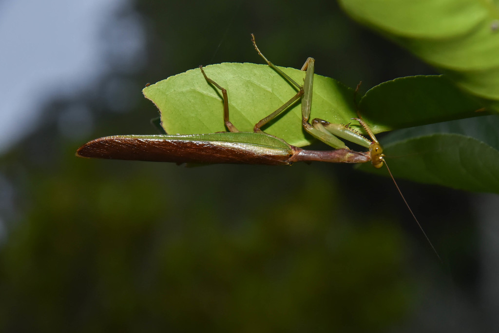 Tarachomantis analamazoatra