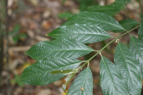 Lasianthus fordii, photograph 3