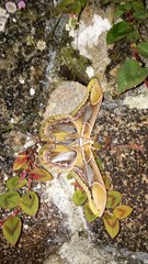 Rothschildia hopfferi