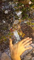 Rothschildia hopfferi