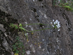 Allium neapolitanum