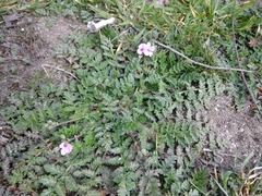 Erodium cicutarium
