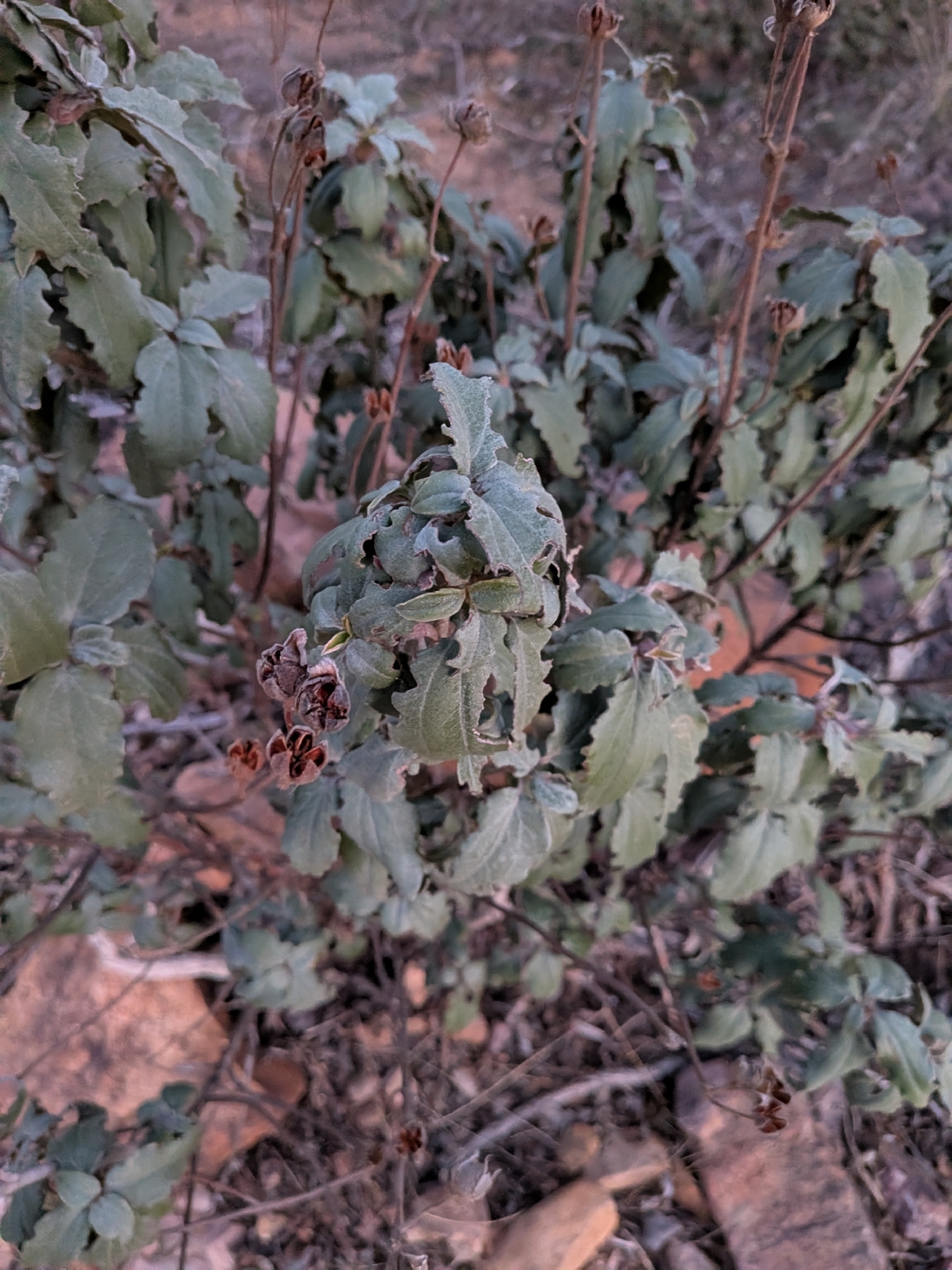 Laurel-Leaved Cistus (Cistus laurifolius)