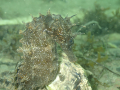 Hippocampus guttulatus