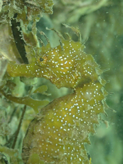 Hippocampus guttulatus