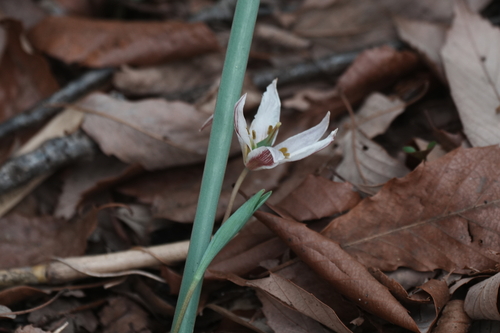 Edible tulip (Amana edulis)