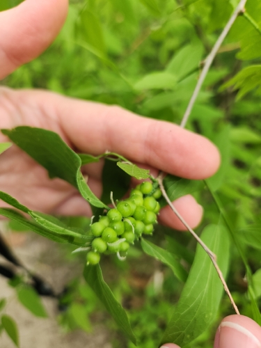 Unknown species found near Plano, TX 75074, USA