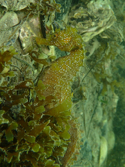 Hippocampus guttulatus