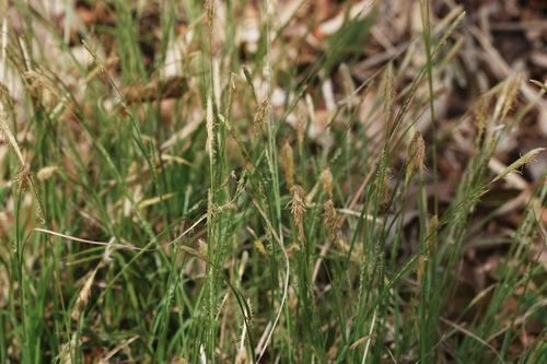 Carex duvaliana iNat (1)