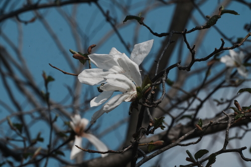 Kobus magnolia (Magnolia kobus)