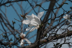 Magnolia De Kobus (Magnolia kobus)