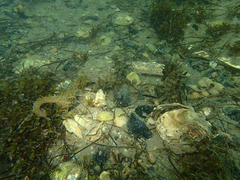 Hippocampus guttulatus