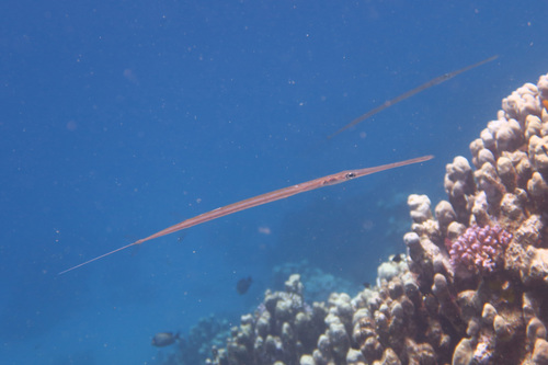 Fistularia commersonii