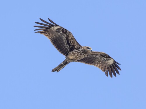 Black Kite