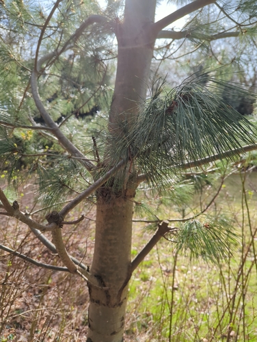 Macedonian pine (Pinus peuce)